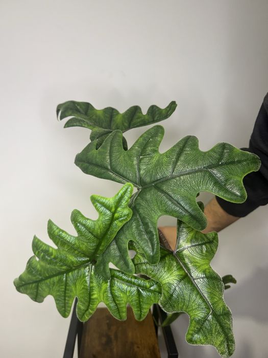 Alokazja Tandurusa Jacklyn