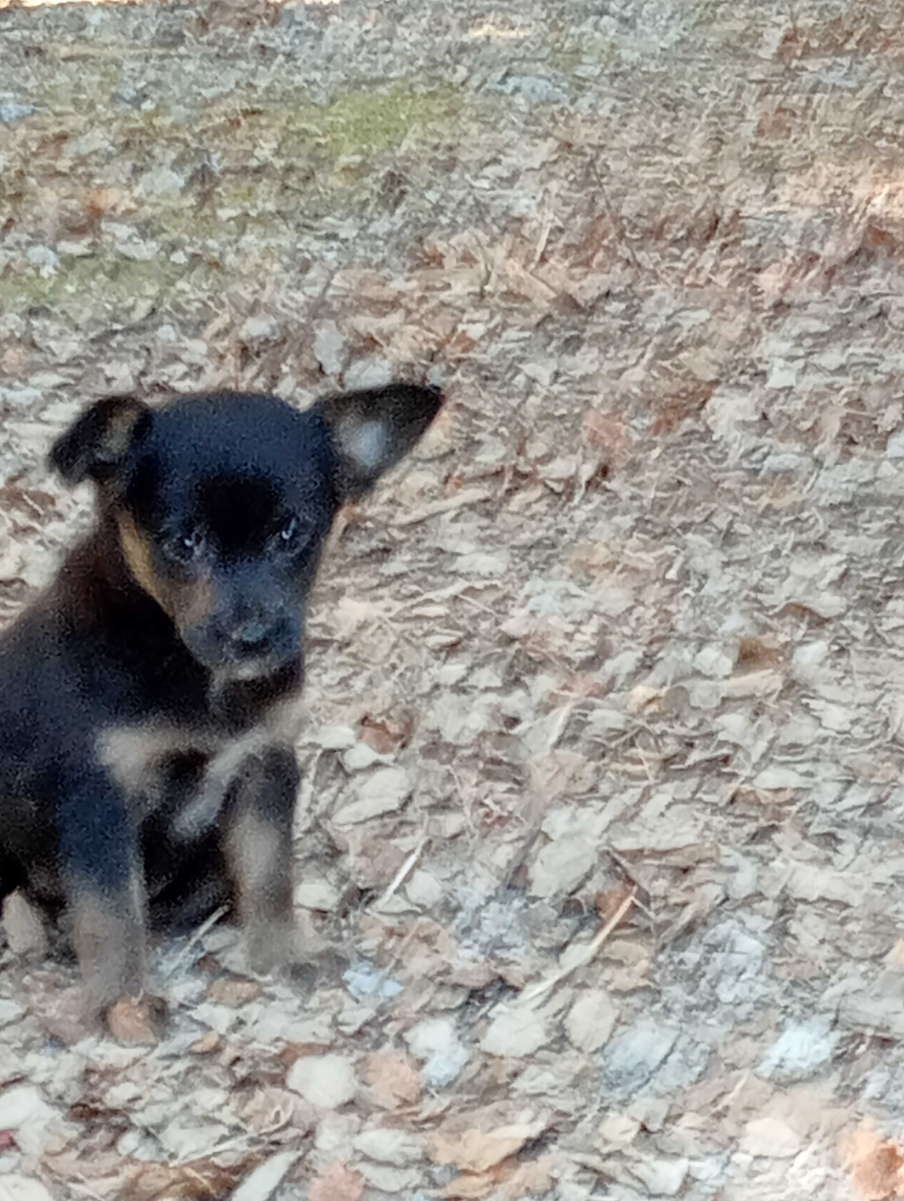 Pequenos cachorrinhos, mãe pinscher nº6