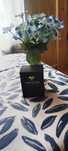 Perfumy temperatura Skolima