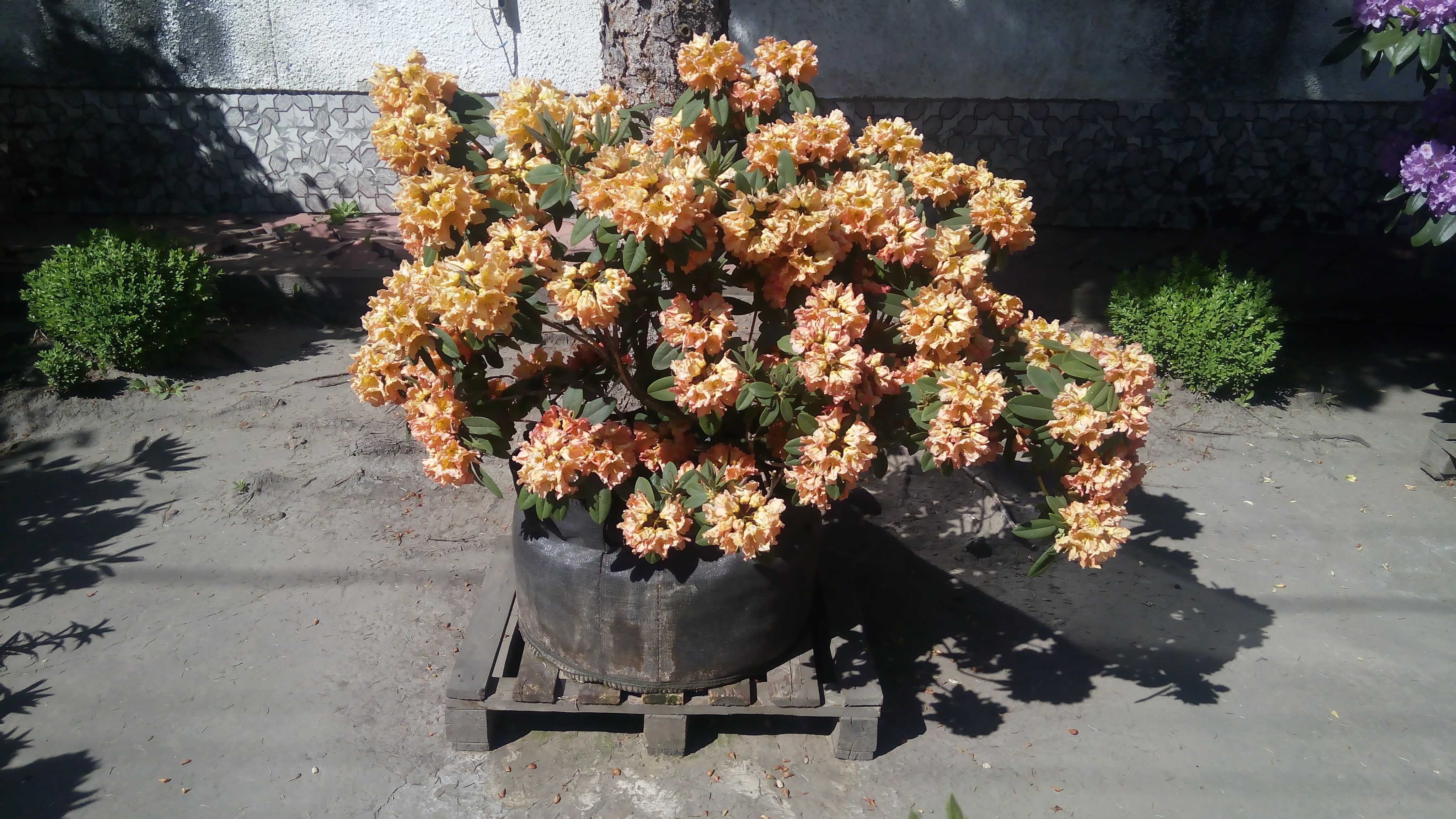 Рододендрони вiд 50см  АКЦIЯ! 1500 гр залишилось 5 шт.