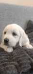 Golden retriever suczka