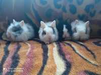 króliki miniaturki królik karzełek króliki karzełki