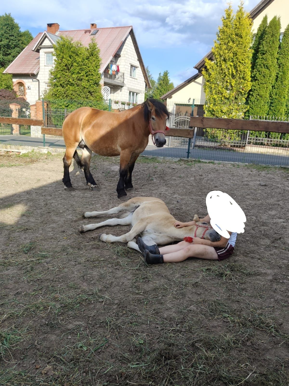 Klacz zimnokrwista do rezerwacji