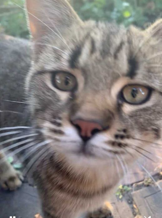 Котик 6 місяців в добрі руки