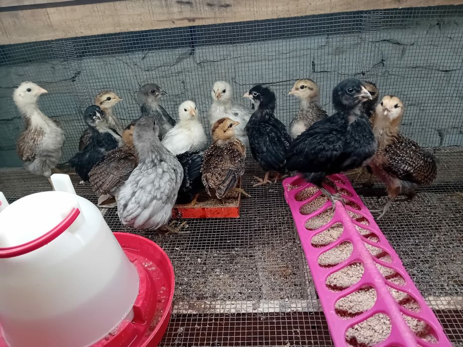 Kura kury aracuany naturalne ekologiczne araucany pisklaki araucany ku