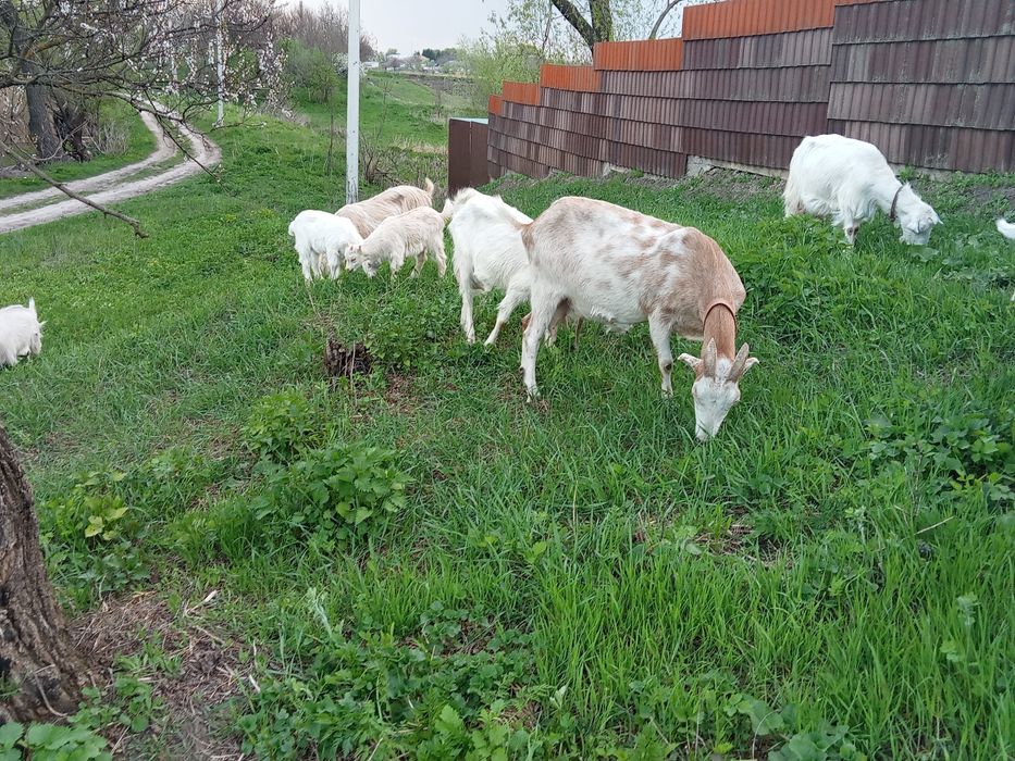 Кізочки елітних пород