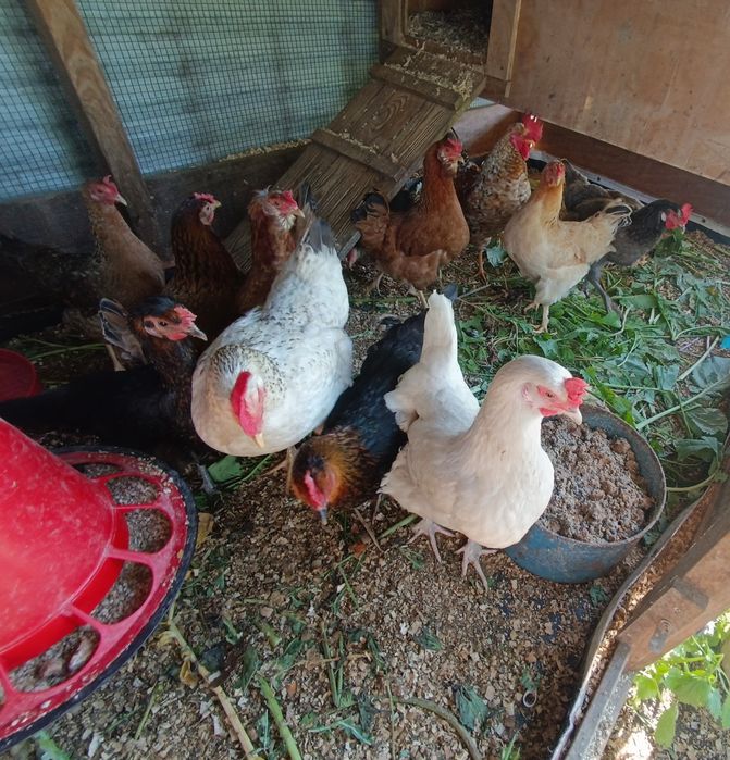 Ovos caseiros de pastagem