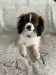 spaniel kontynentalny, phalene nie papillon, ZKwP, FCI, piesek