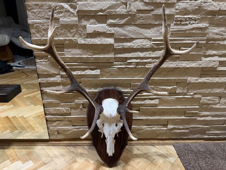 Роги благородного оленя, оленьи рога