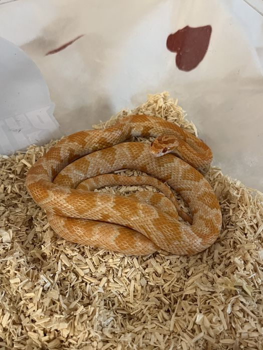 Oddam węża zbożowego