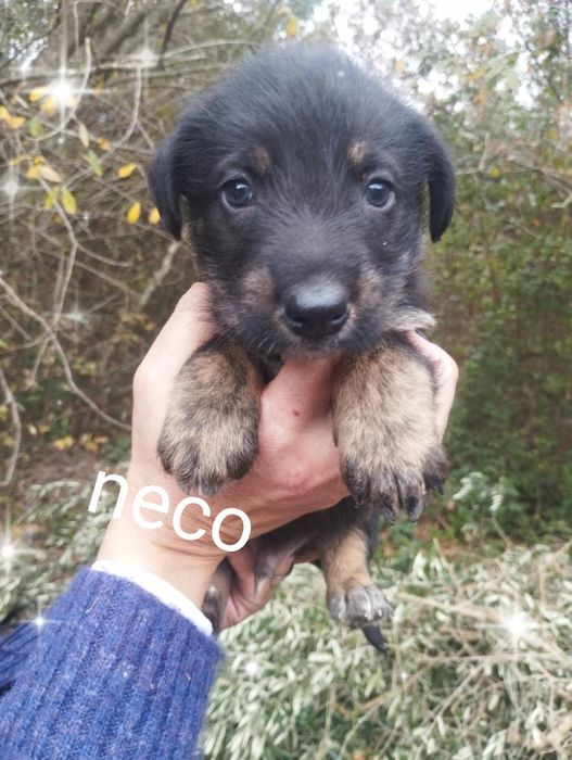 Neco para adoção muito responsável