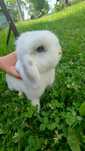 Królik rasy Mini Lop