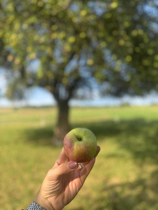 Sok tłoczony jabłkowy 100% naturalny ze starych odmian jabłek