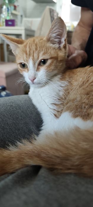 Gatinho bebé laranja para Adoção consciente.