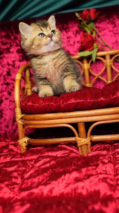 Do sprzedania rodowodowy kocurek brytyjski krótkowłosy