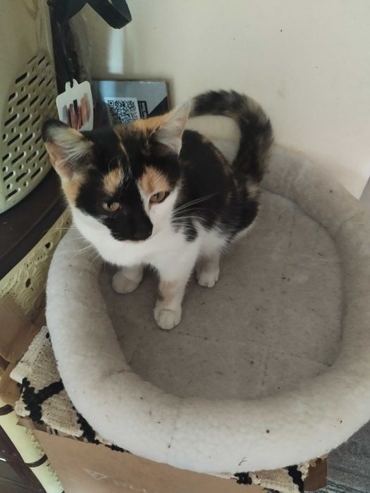 Трьохколірна кішечка шукає хорошу людину