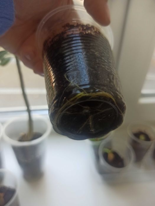 Аденіуми вкорінені гілочки мікс кольорів