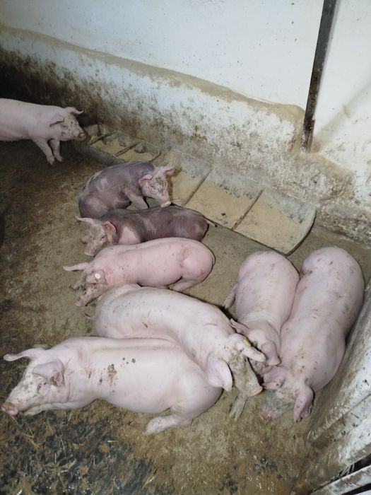 Підрощені Поросята