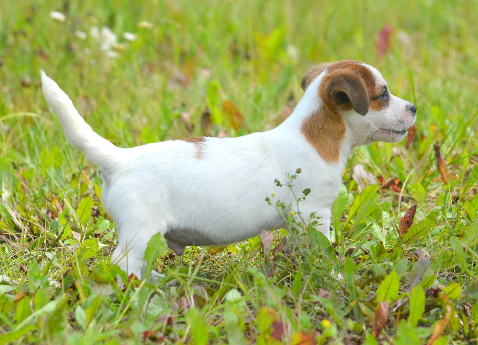 Jack Russell Terrier śliczny piesek gładkowłosy Sony ZKwP FCI rodowód