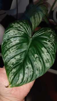 Philodendron Mamei, cięta sadzonka