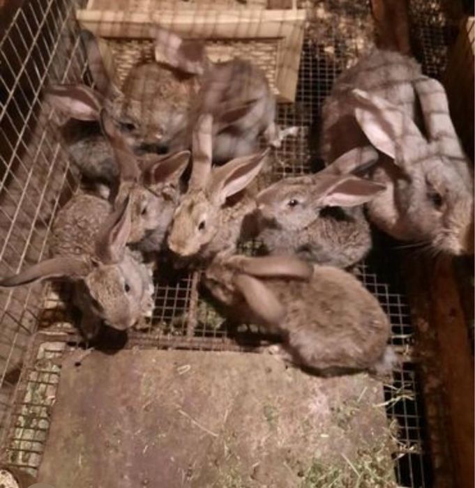Vende-se coelhos caseiros