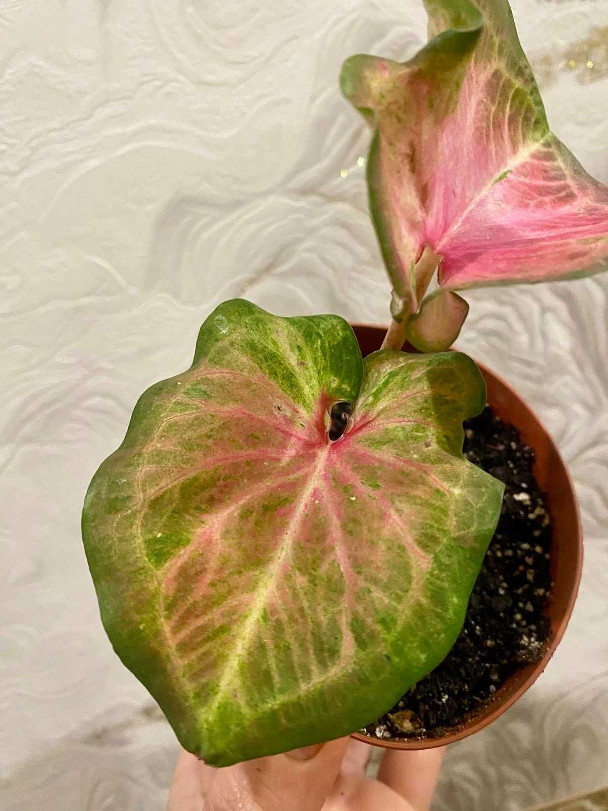 Caladium Bubble  (  "Сердце Иисуса" )