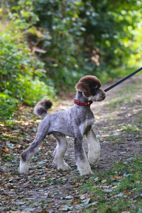 Choco Tan Poodle duży Pudel królewski Czekoladowy Tan Samiec 1,5 roku