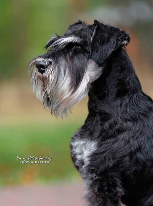 вязка кобель цвергшнауцер