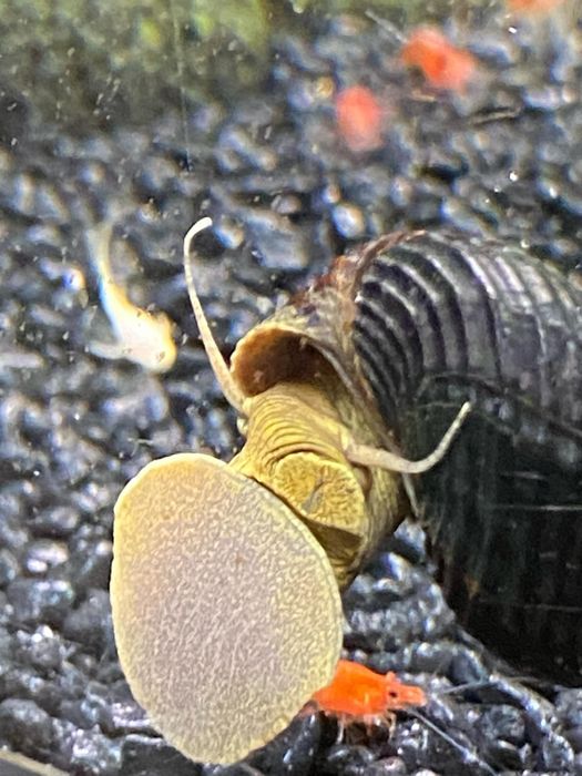 Ślimaki tylomelania