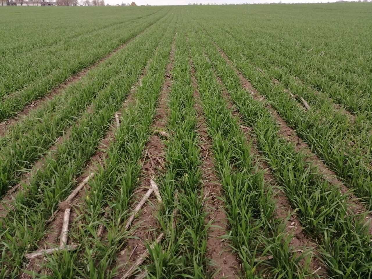 Siew Pasowy StripTill Claas Mzuri 4T Usługi Amazone  Mulczer Tempo