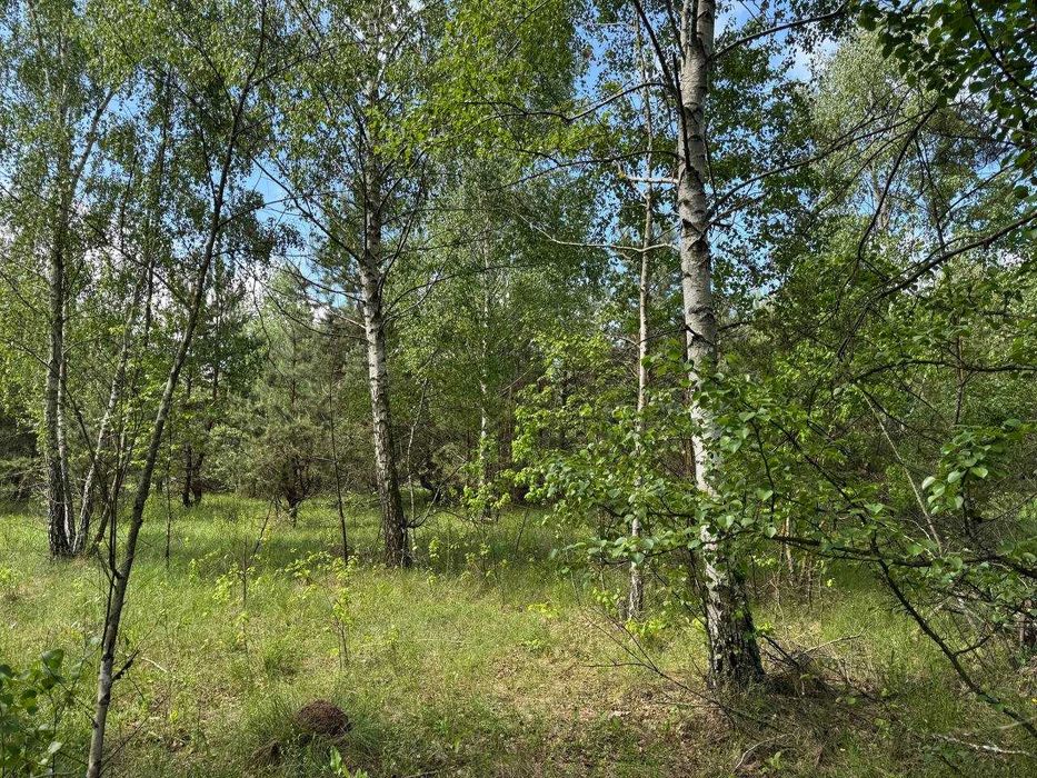Ділянка з соснами та виходом у ліс — Здвижівка, всього 3 950 $!
