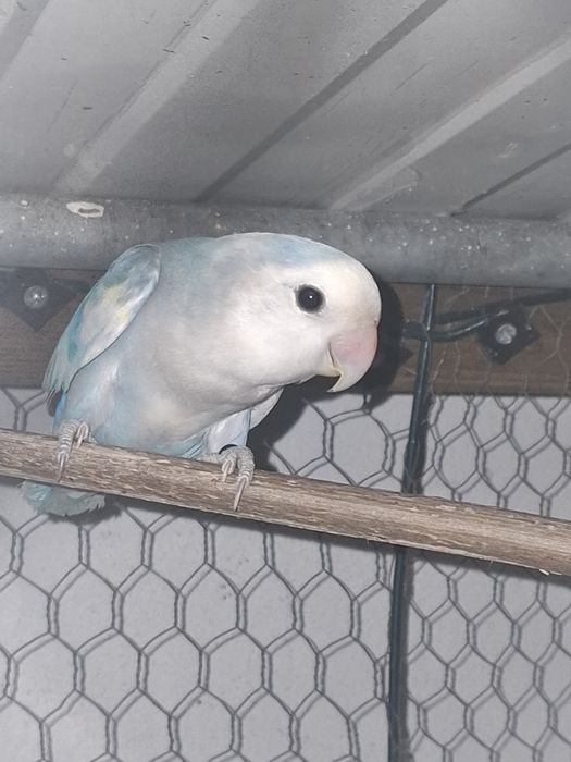 Roseicolis disponíveis