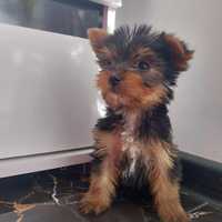 Suczka York yorkshire terrier