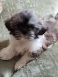 Shih TZU dziewczynka do odbioru