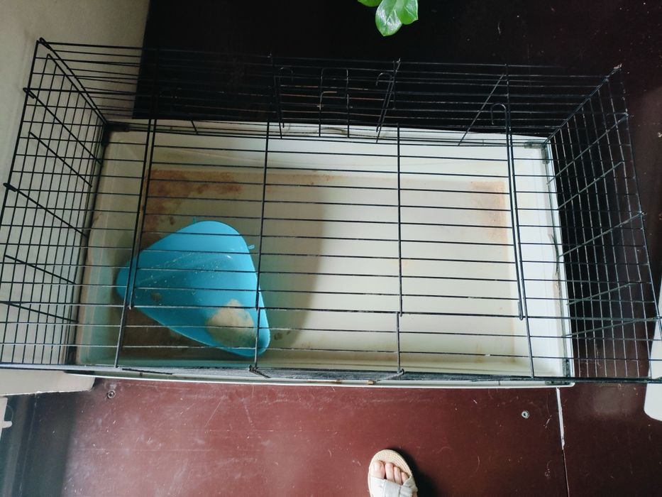 Klatka dla królika/świnki morskiej