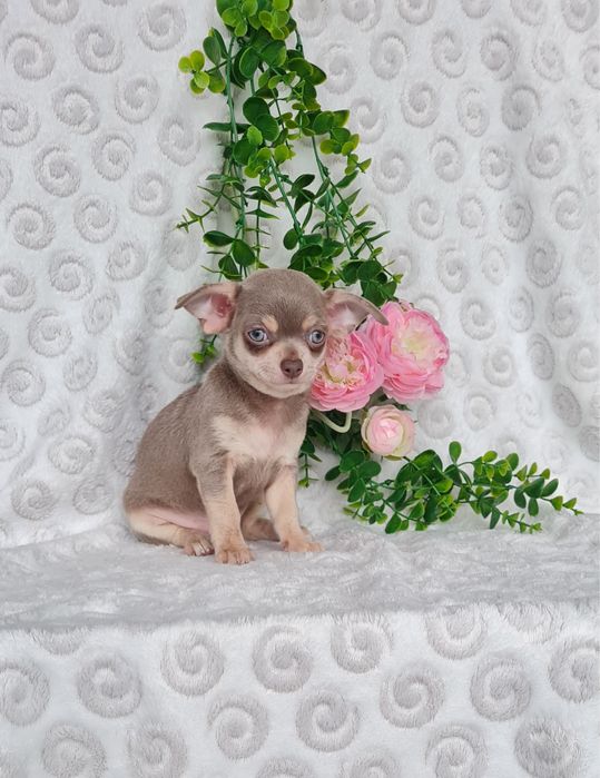 Excelente mini lilac tan Chihuahua/Chiuaua Linhagem Russa,Qualidade