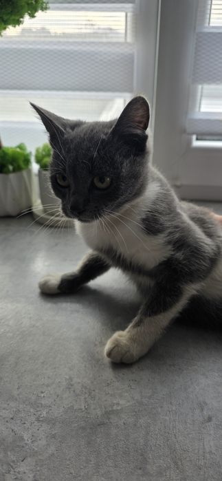 Киця, кіточка, кіт