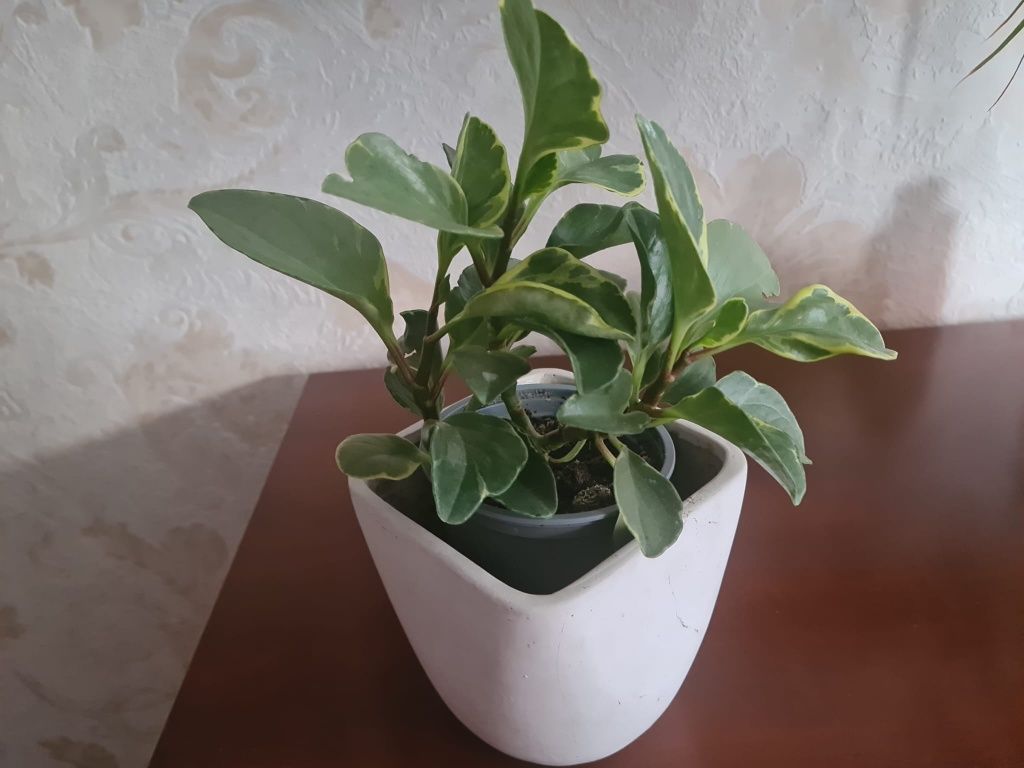 Peperomia  roślina doniczkowa