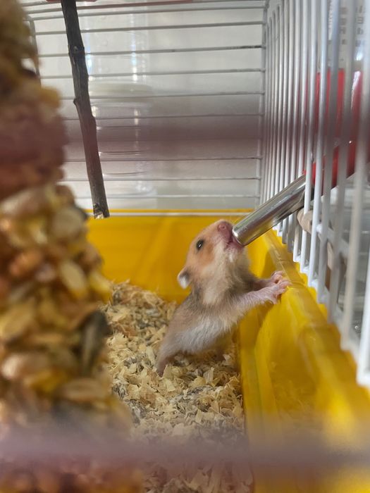 Hamster criados em casa