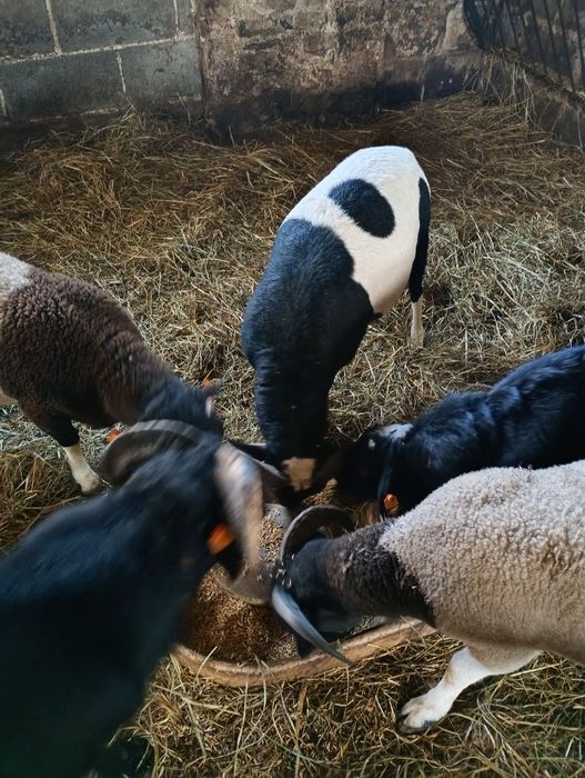 Owieczki i baranki 50% dorper