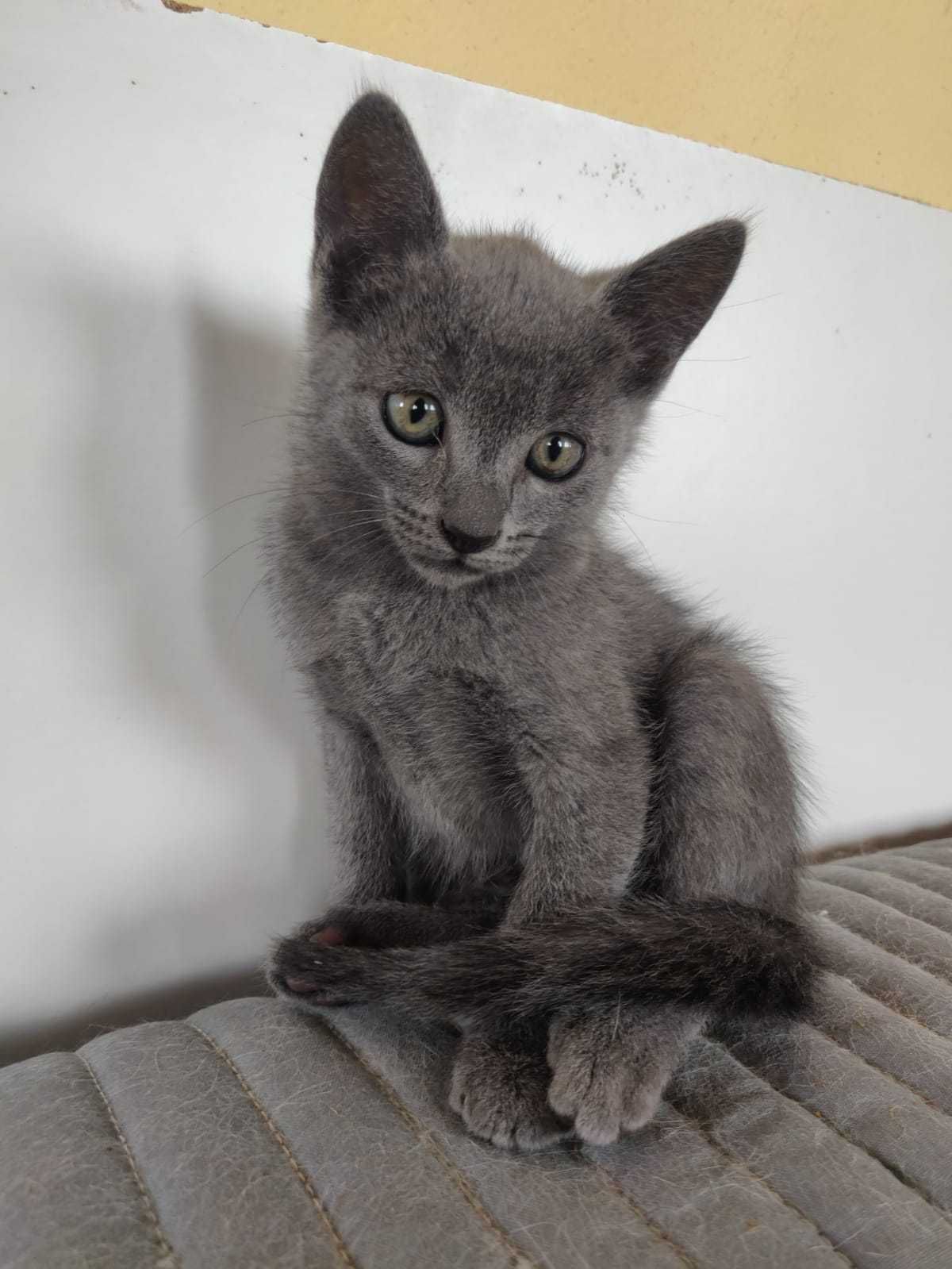 Linda gatinha Azul alegria e amor em casa