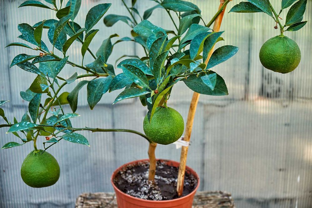 В продаже плодоносящие цитрусовые