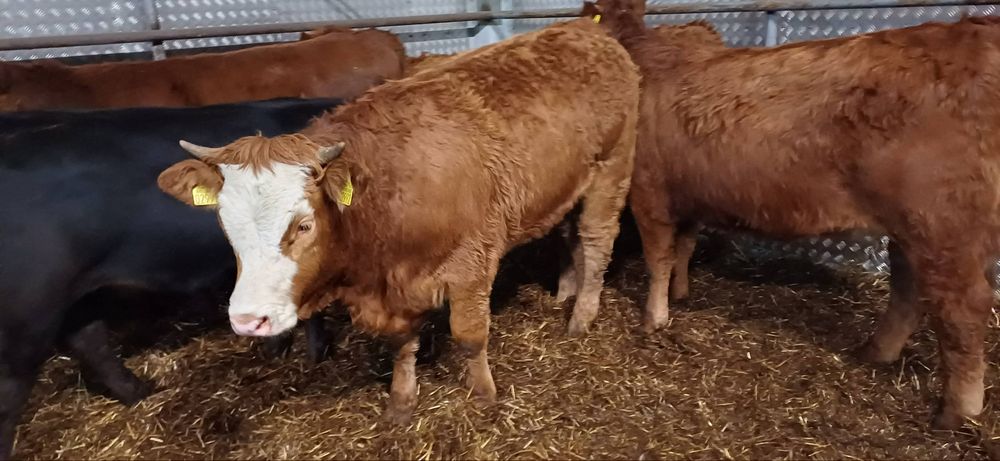 Sprzedam 16 sztuk jałowek odsadkow  300 kg