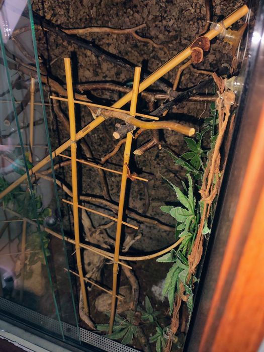 Terrarium dla kameleona duże