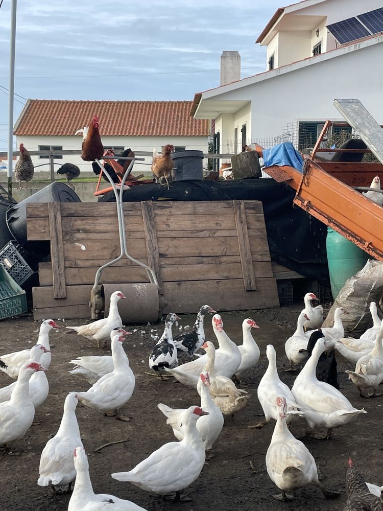 Patos/as mudos/as, Patos Reais