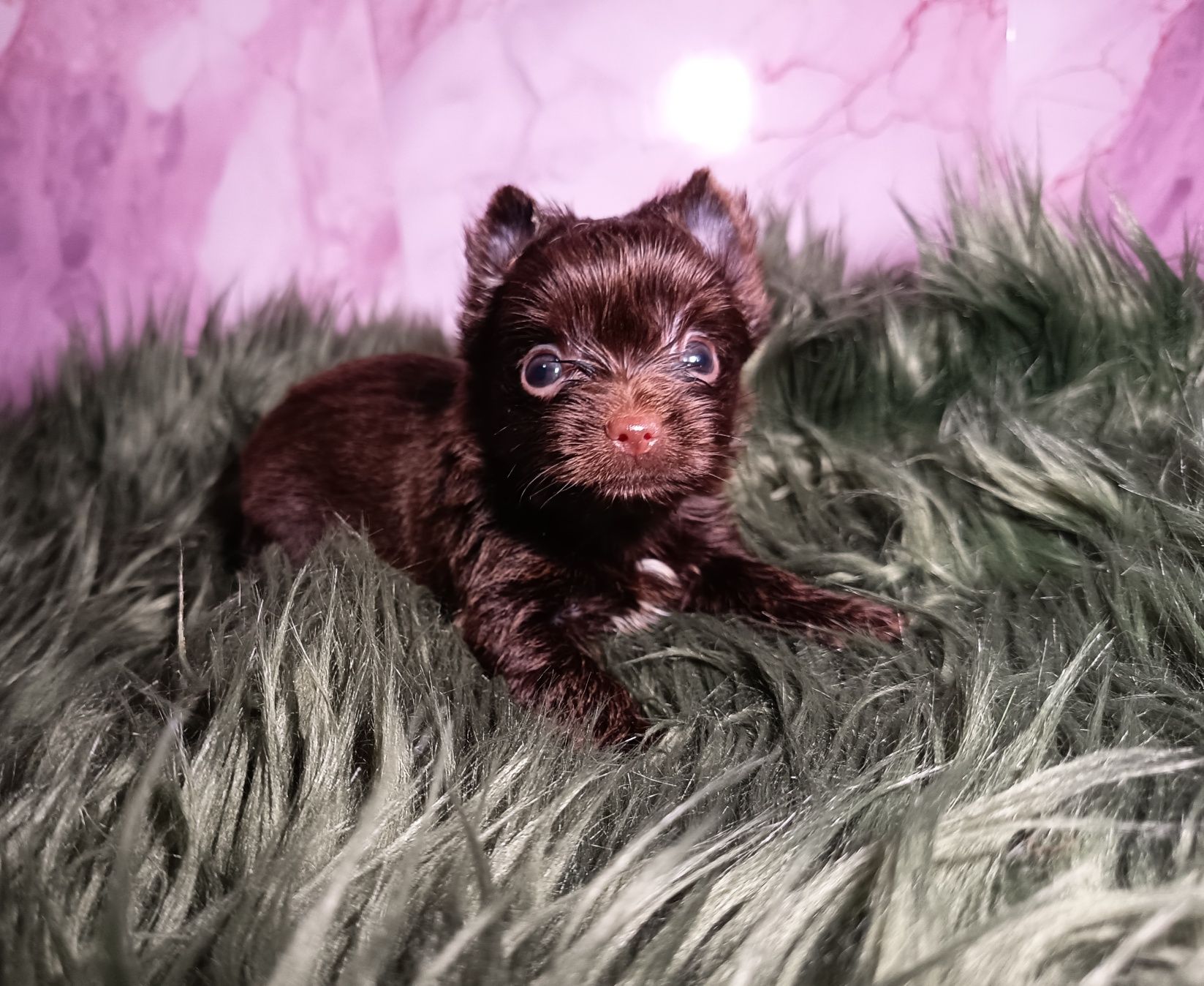 Piesek Dark Choco Yorkshire Terrier Ciemno czekoladowy maleńki piesek