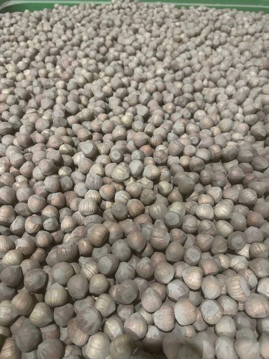 Orzechy laskowe suszone