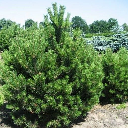 Елка Сосна крымская елки на Новый год