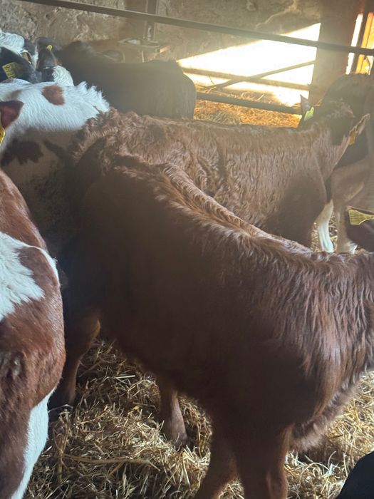 Sprzedam startery 20szt biała strefa transport w cenie