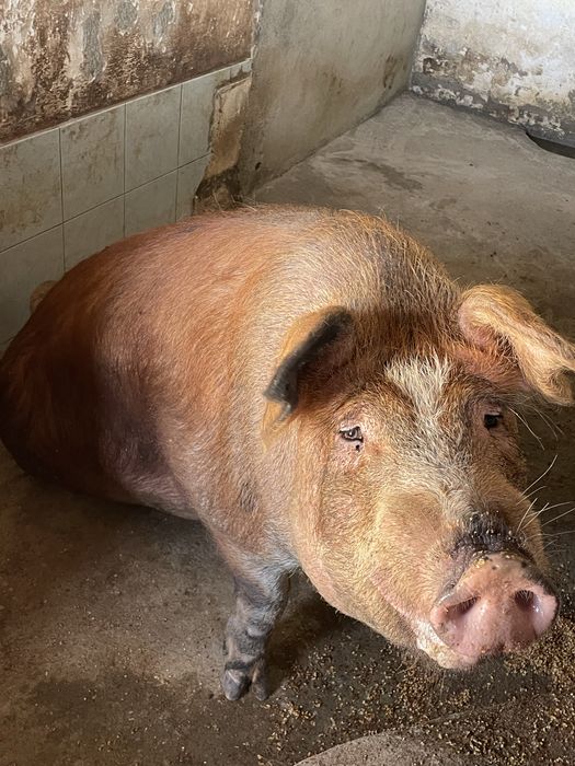 Porco DUROC.